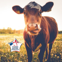 Dégustez notre viande francaise Steak ‘n Shake France, dégustez notre viande francaise