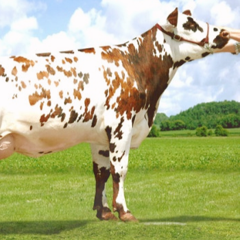 vache en plein air dans un champs en France